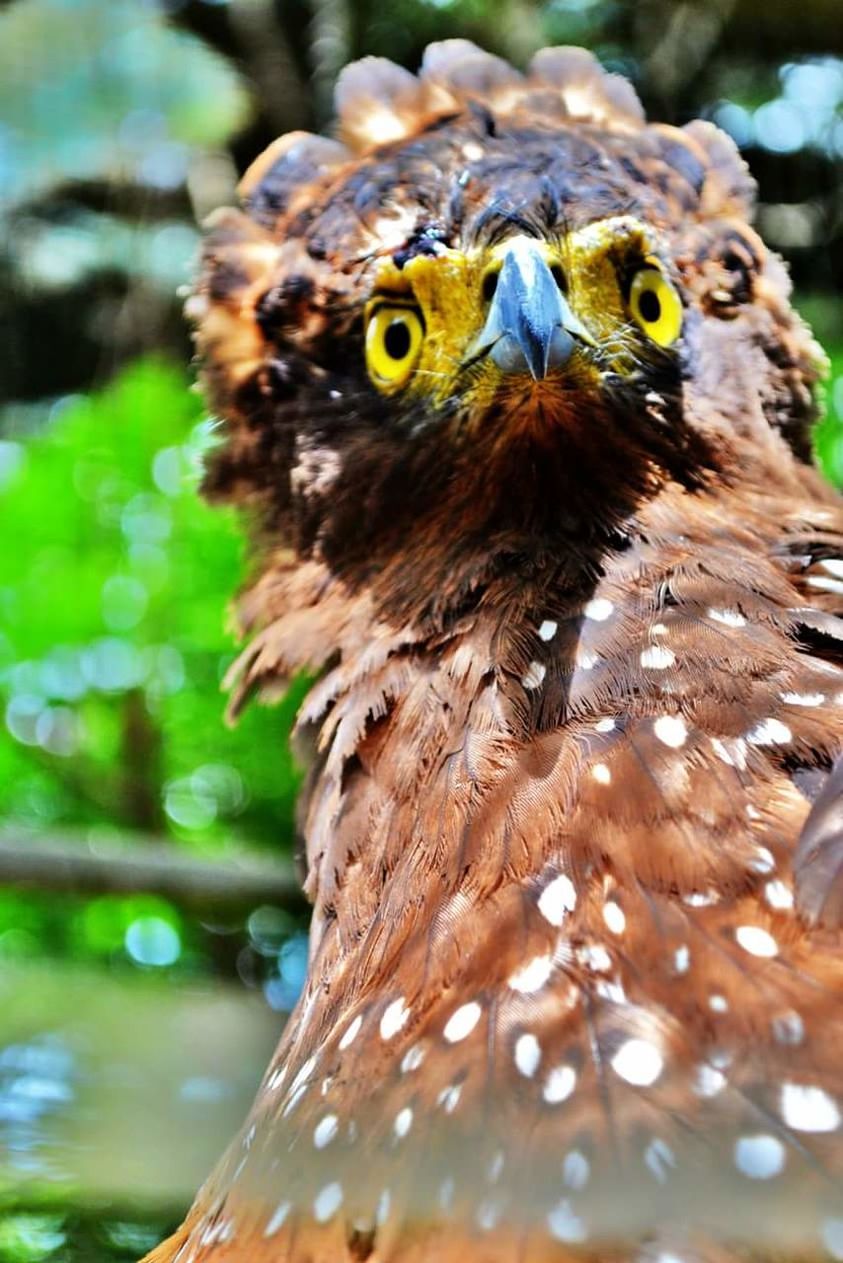 CLOSE-UP OF EAGLE OUTDOORS