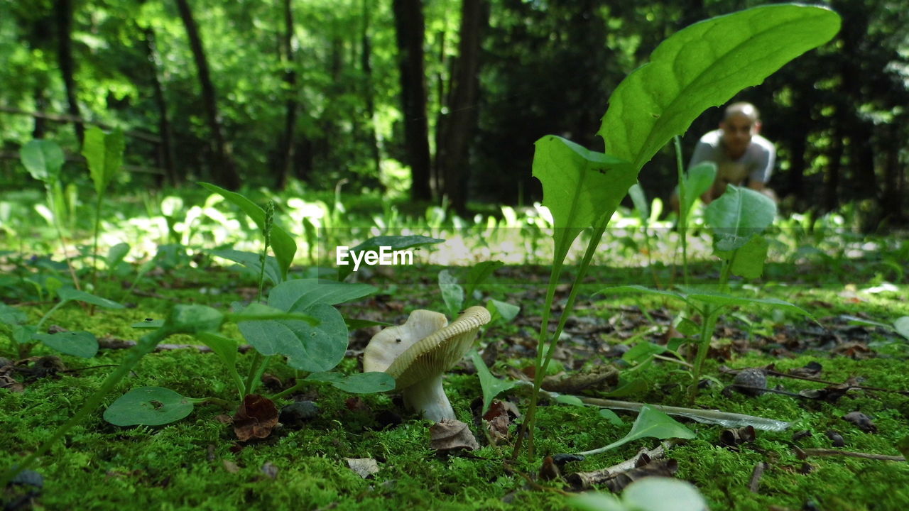 Close-up of mushroom in forest