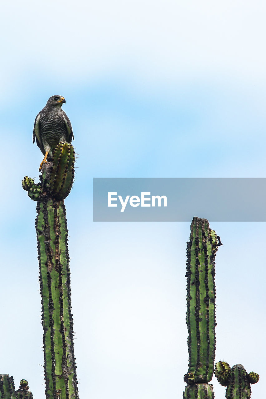 LOW ANGLE VIEW OF BIRD PERCHING ON CACTUS