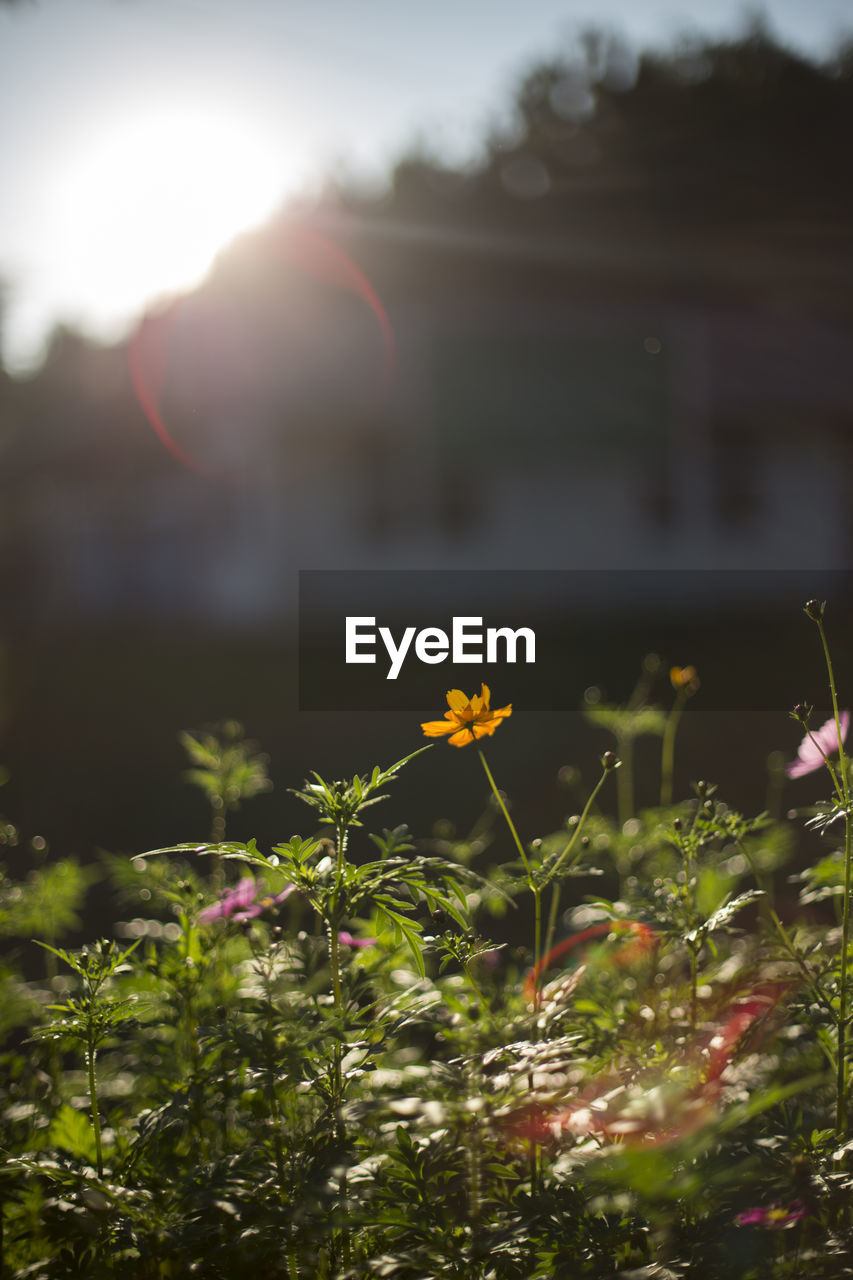 Close-up of flowers growing in field