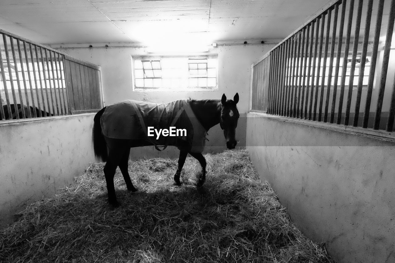 HORSE STANDING IN A STABLE