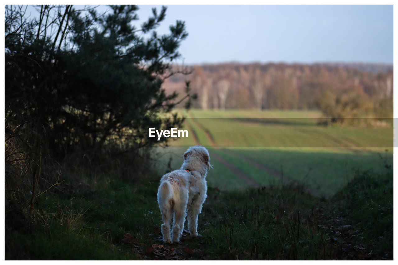 DOG IN A FIELD