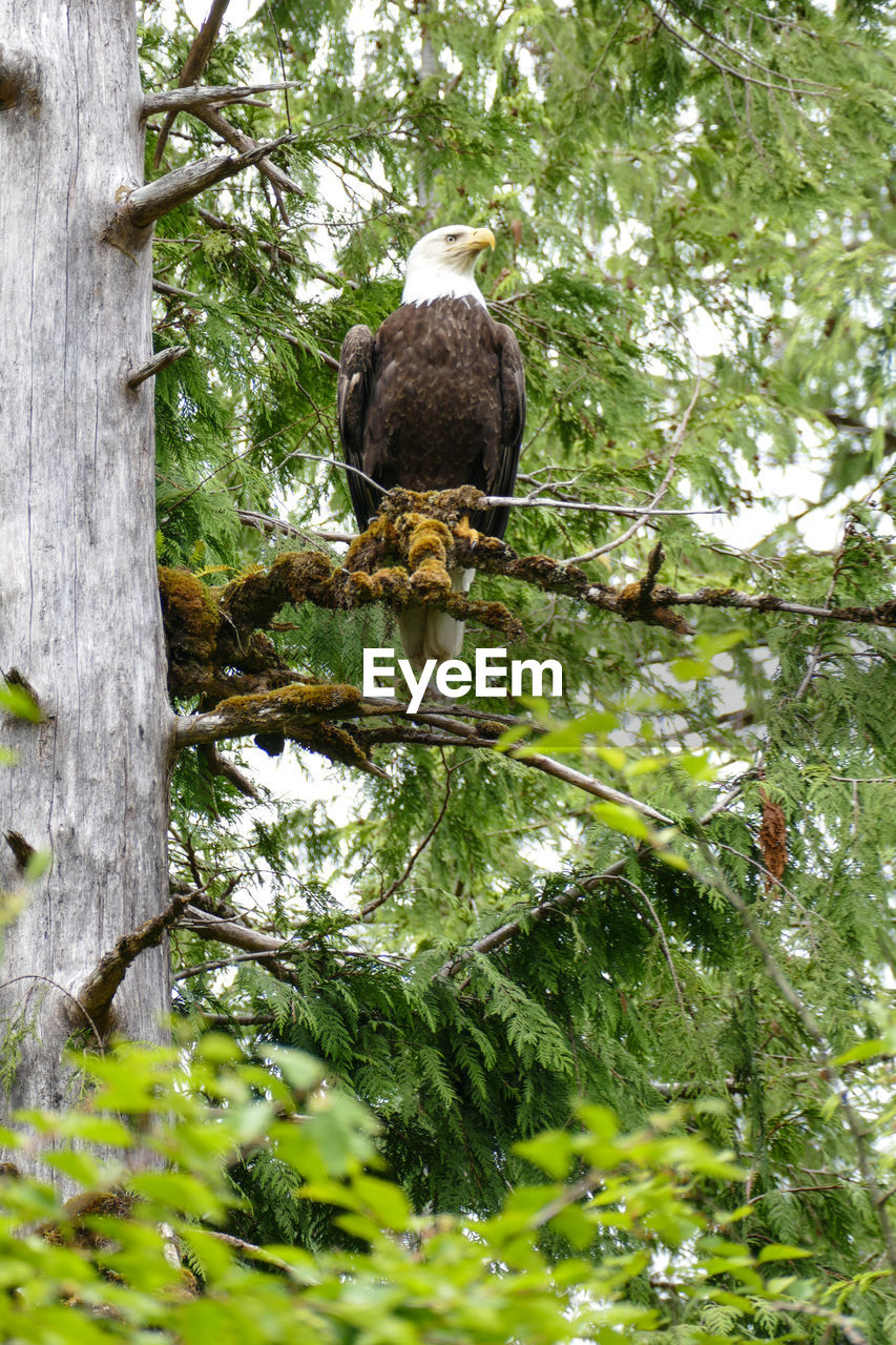 LOW ANGLE VIEW OF OWL PERCHING ON TREE