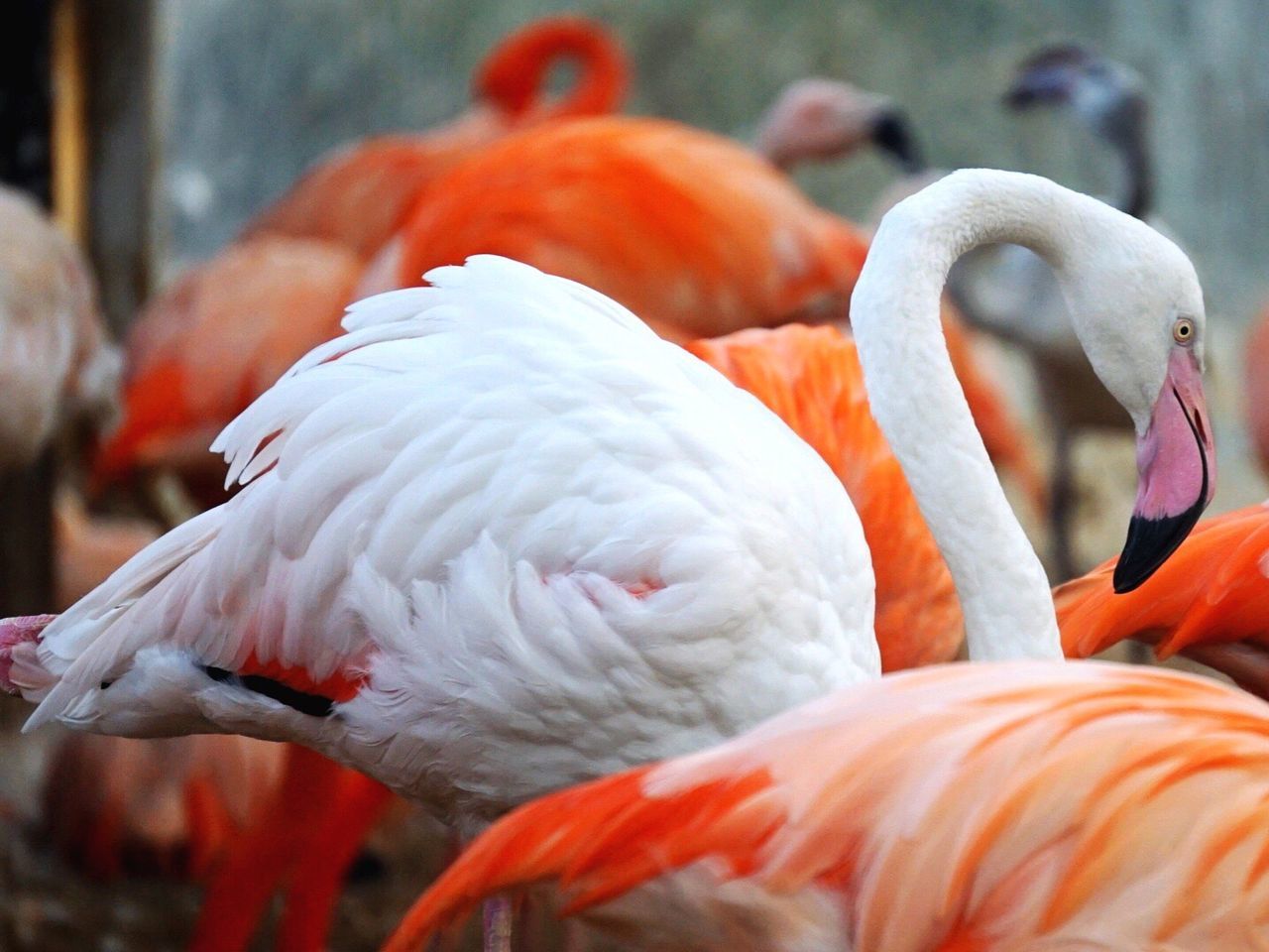 Flamingos on feeding grounds