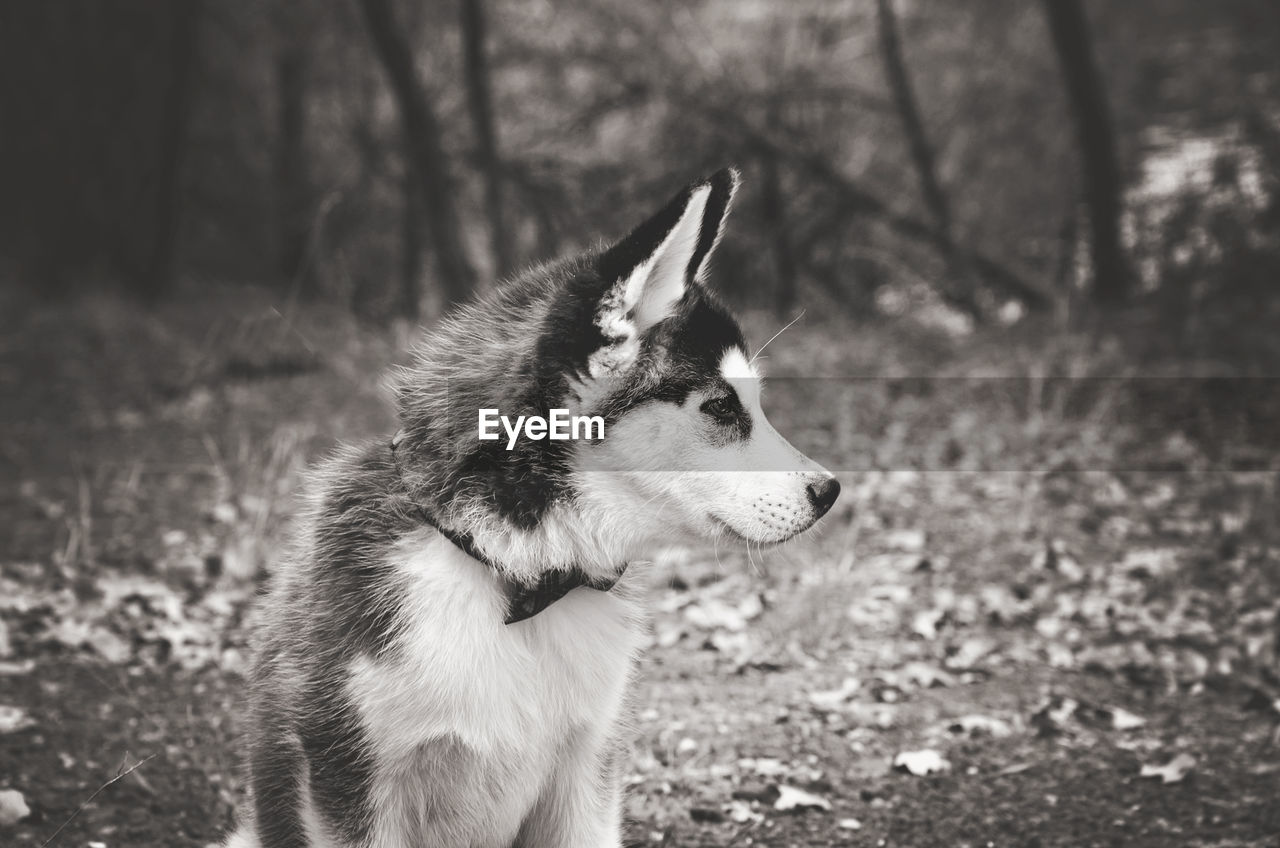 Close-up of dog looking away on land