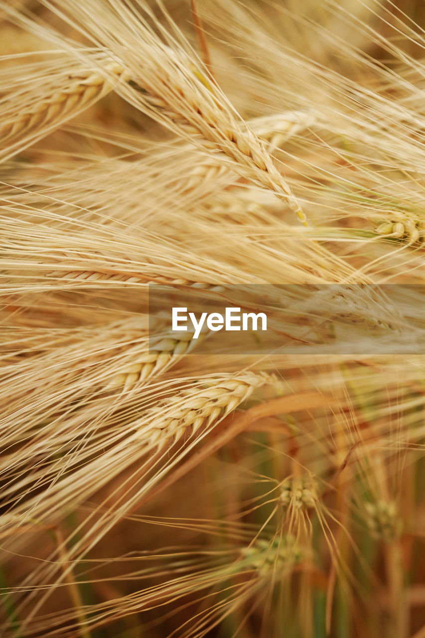 food, agriculture, crop, cereal plant, plant, close-up, barley, food grain, rural scene, growth, field, nature, wheat, no people, backgrounds, landscape, farm, beauty in nature, full frame, hordeum, outdoors, day, focus on foreground, land, rye, selective focus, food and drink