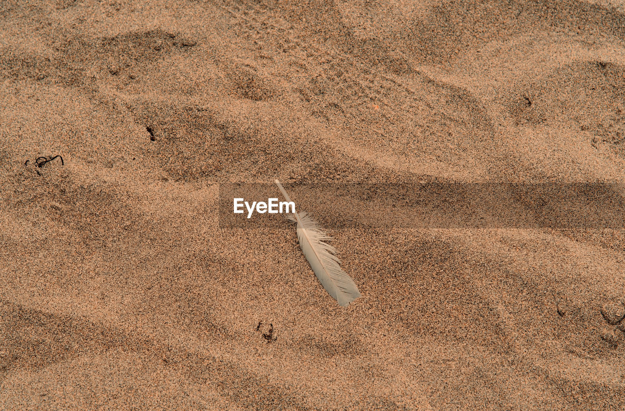 HIGH ANGLE VIEW OF FEATHER ON THE BEACH