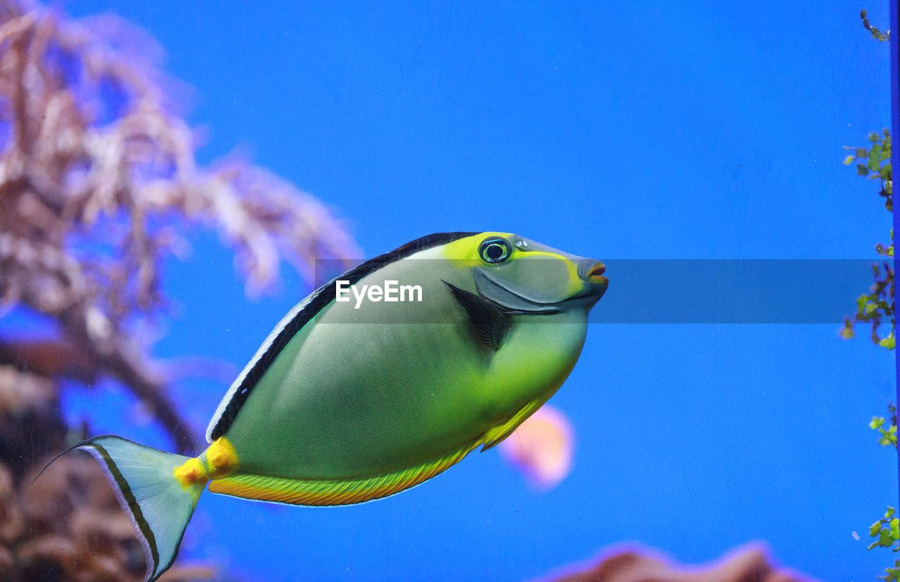 Close-up side view of naso tang fish in water