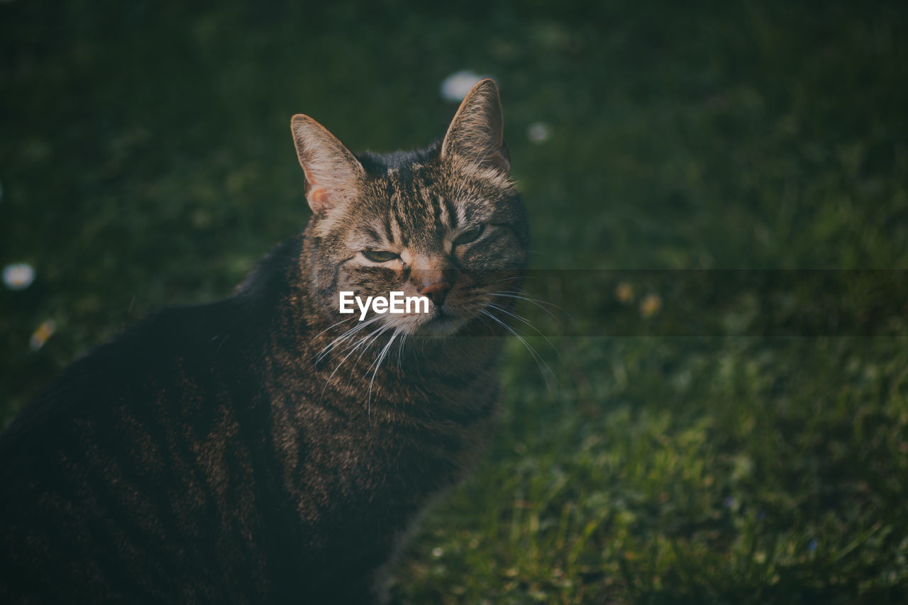 Portrait of cat on field