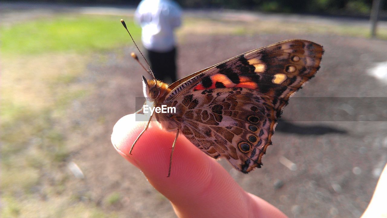 Close-up of butterfly on finger
