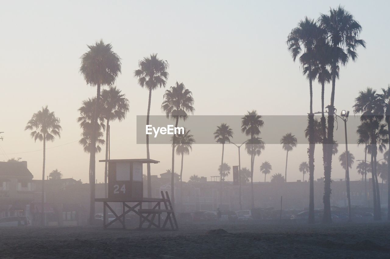 PALM TREES IN FOGGY WEATHER