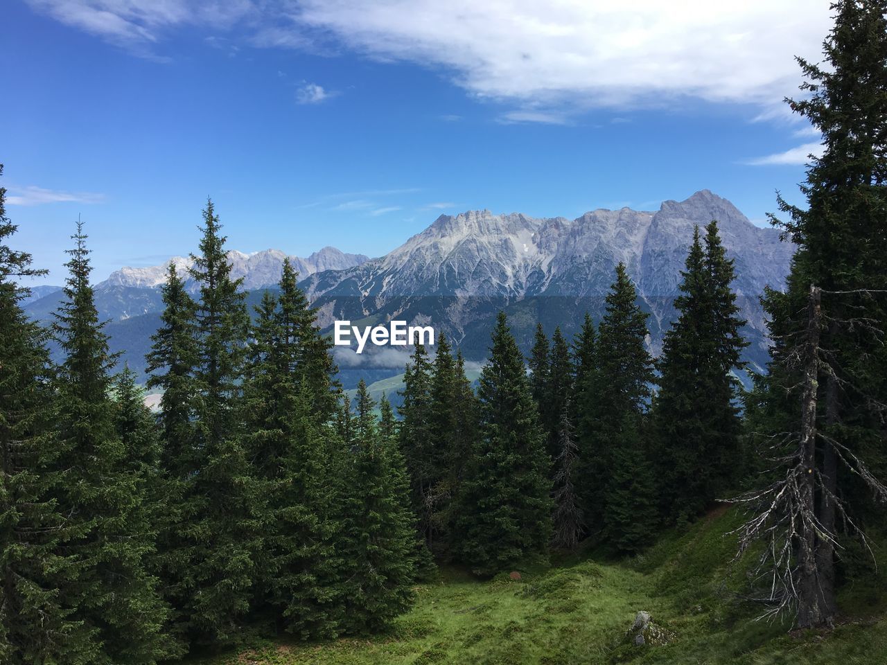 Pine trees in forest against sky