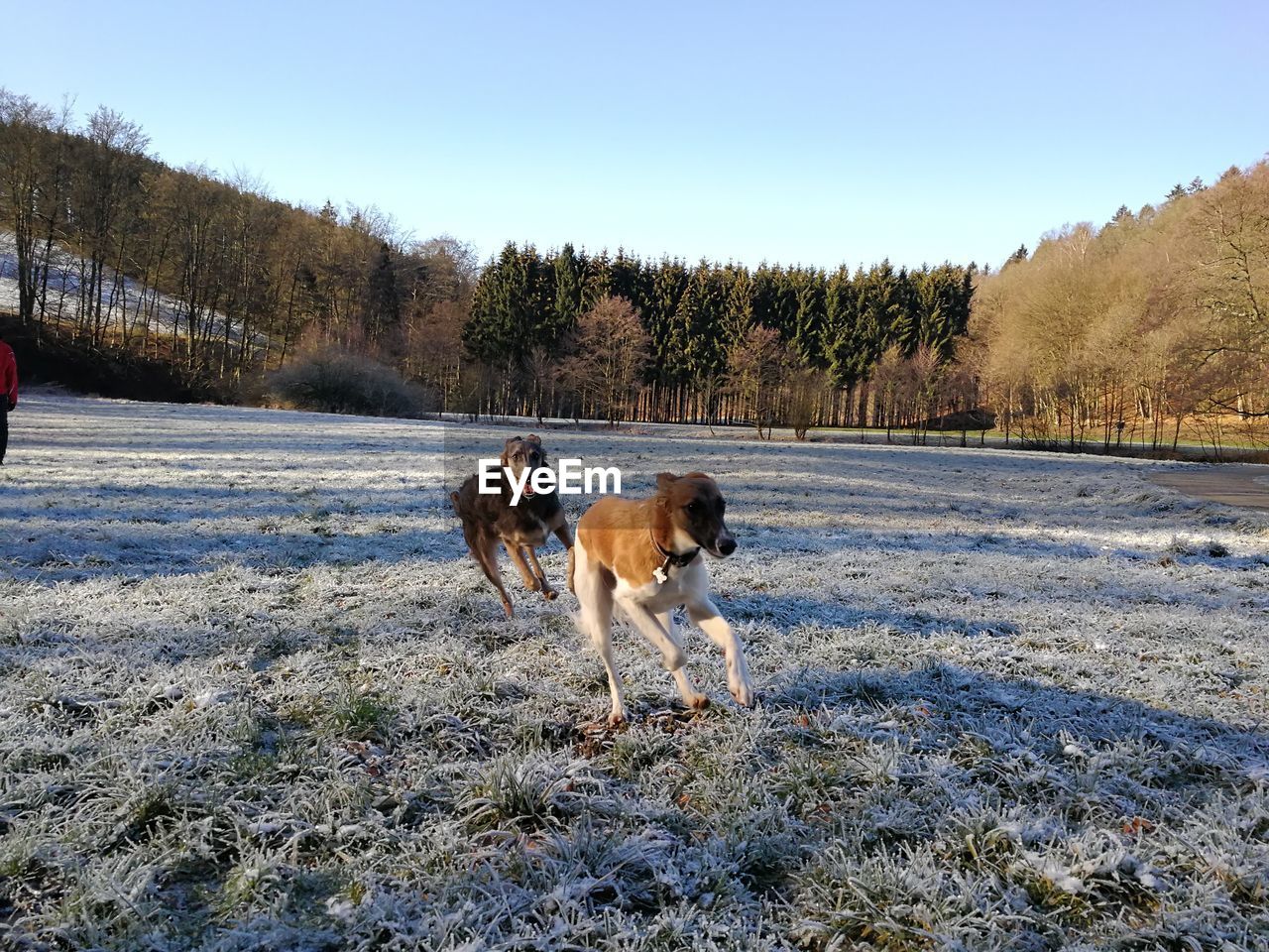 Dogs running in snow on field