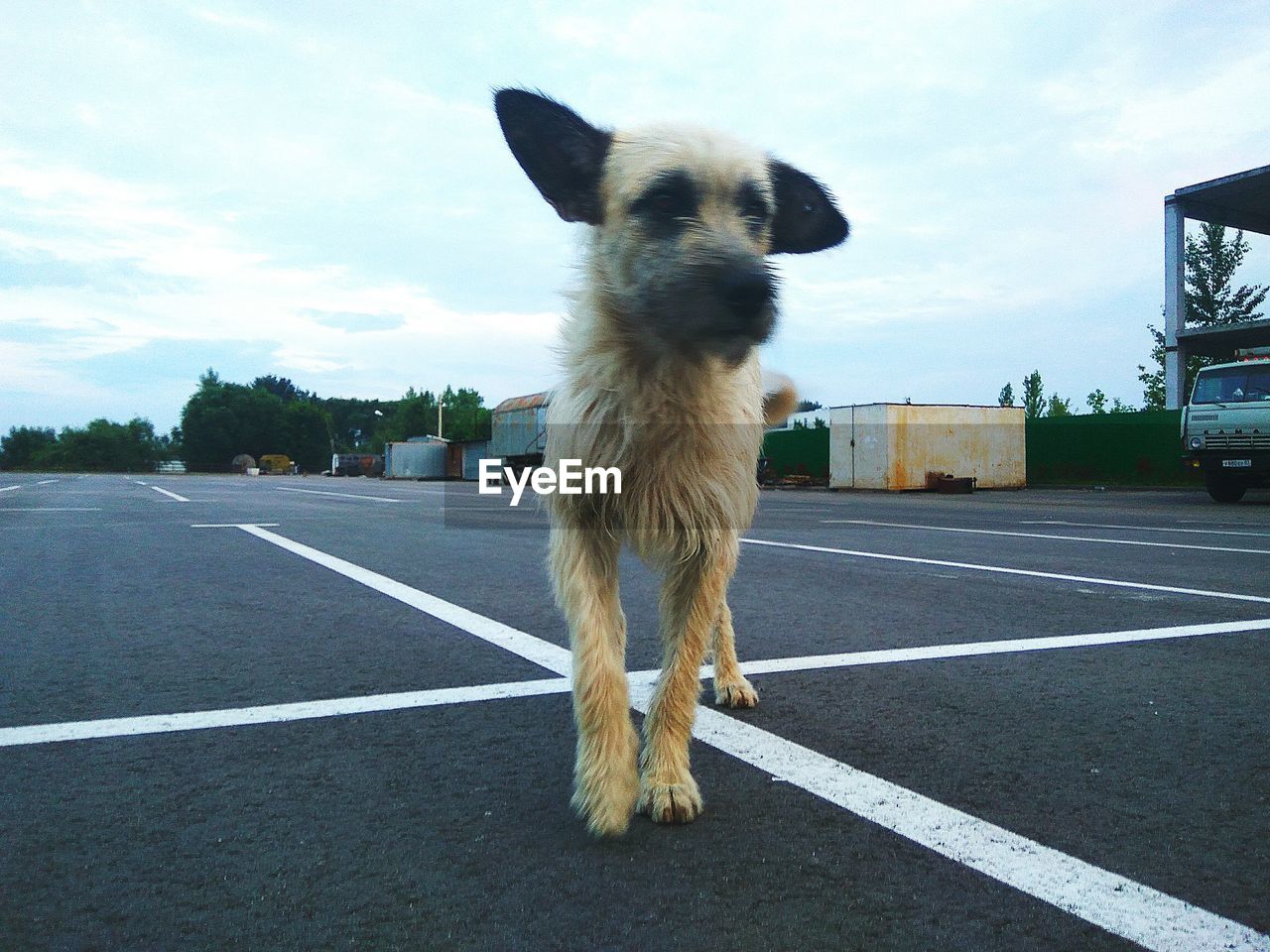 Dog on road in city