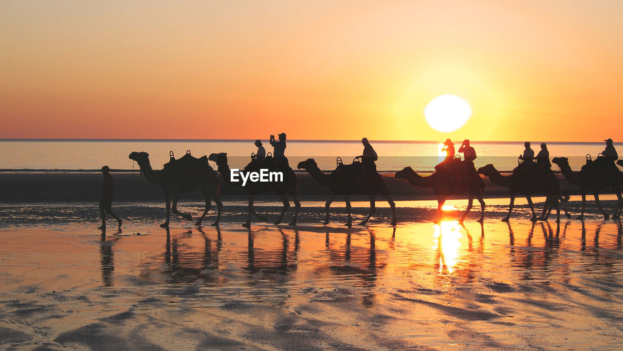 Silhouette people riding camels at beach during sunset