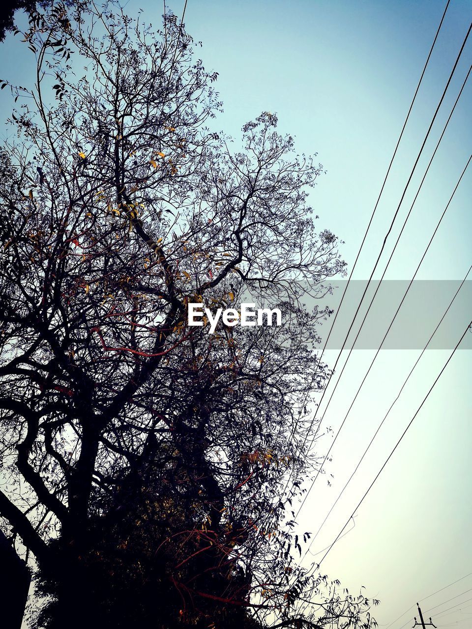 LOW ANGLE VIEW OF FLOWER TREE AGAINST SKY