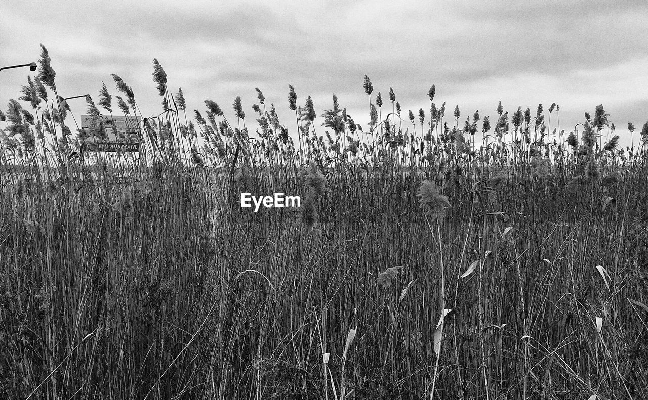 PLANTS GROWING ON FIELD AGAINST SKY