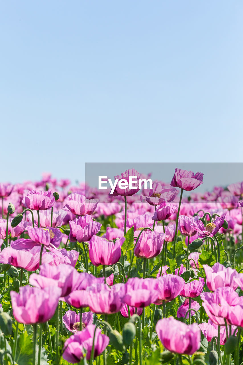 PINK FLOWERING PLANTS AGAINST CLEAR SKY