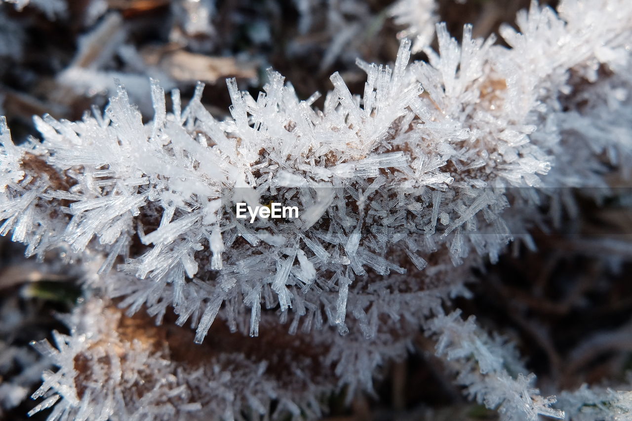 CLOSE-UP OF FROZEN FROST