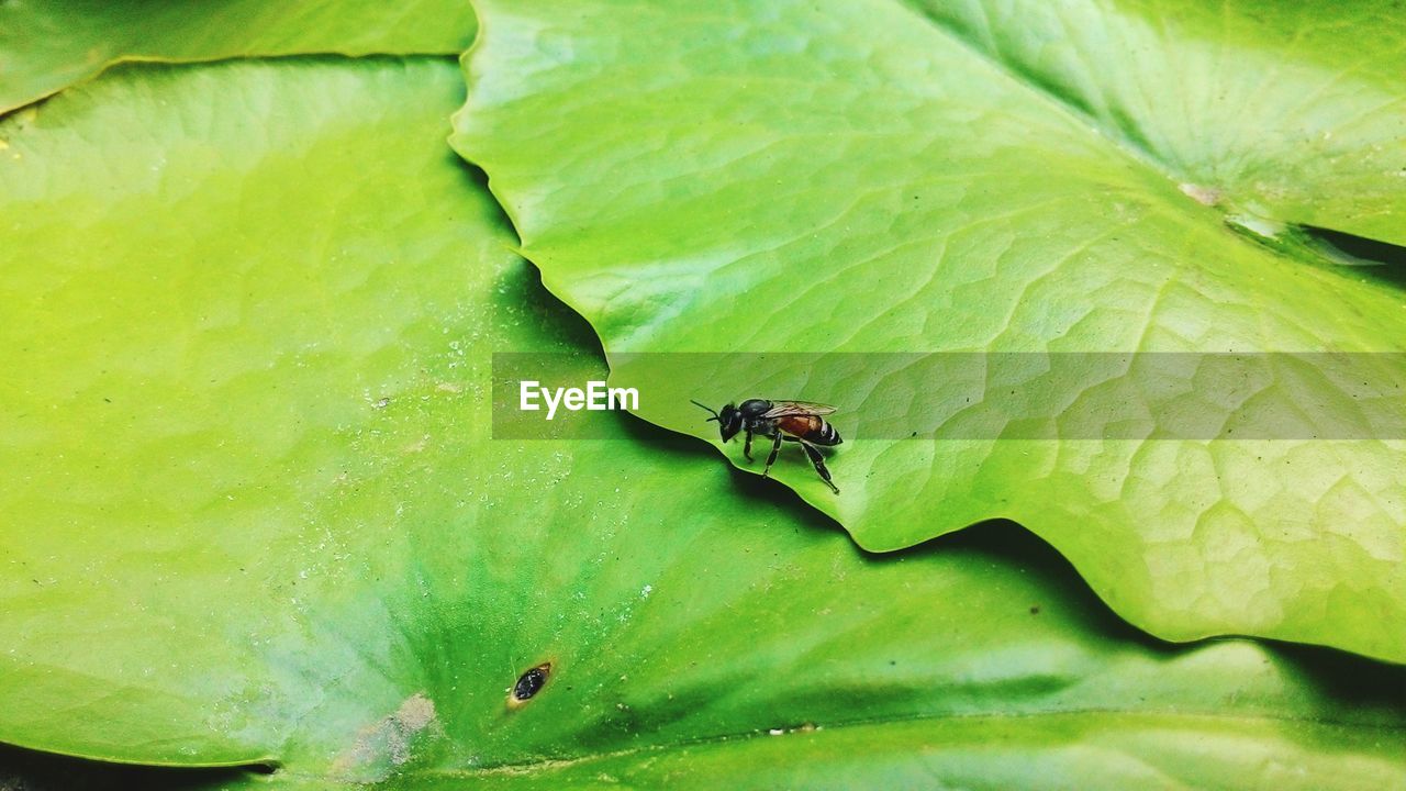 CLOSE-UP OF INSECT ON PLANT