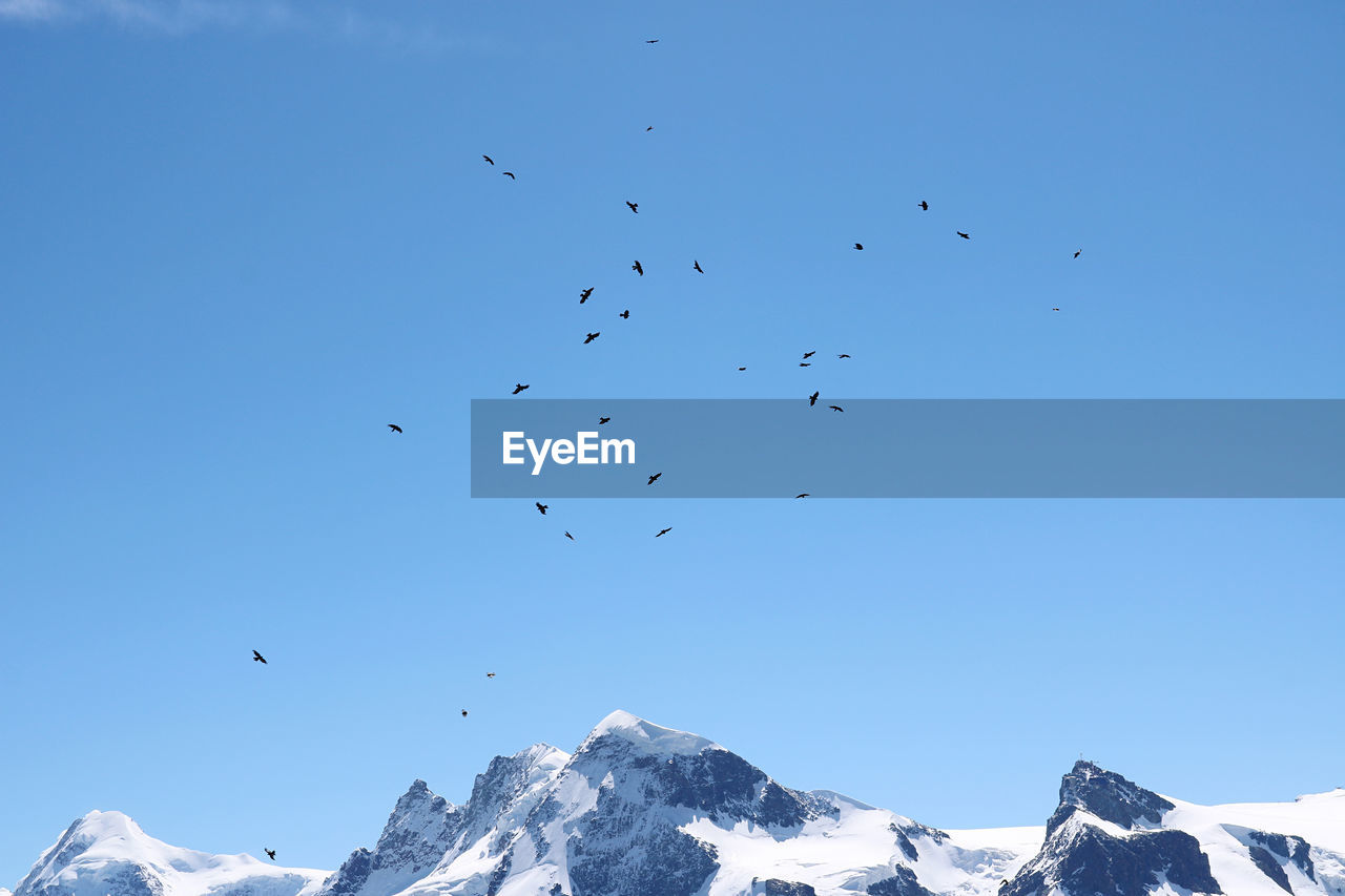 Low angle view of birds flying in sky