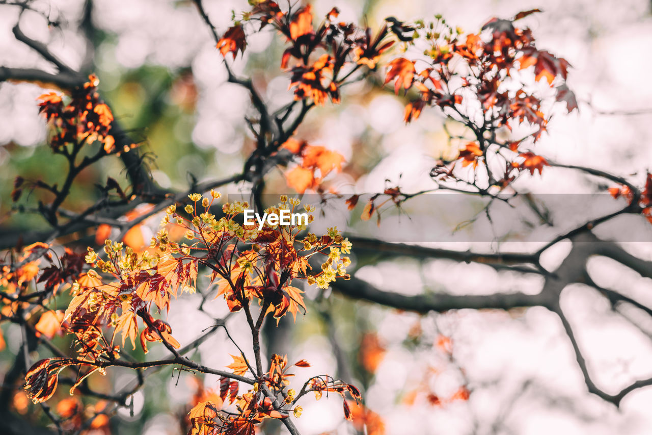 Close-up of branches against blurred background