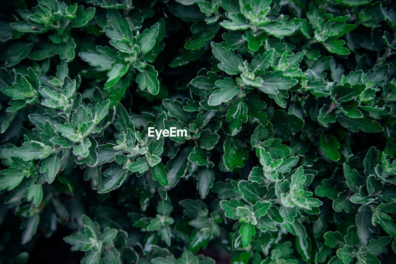 Background of chrysanthemum flower leaves. green carved leaves grow densely in the bush.