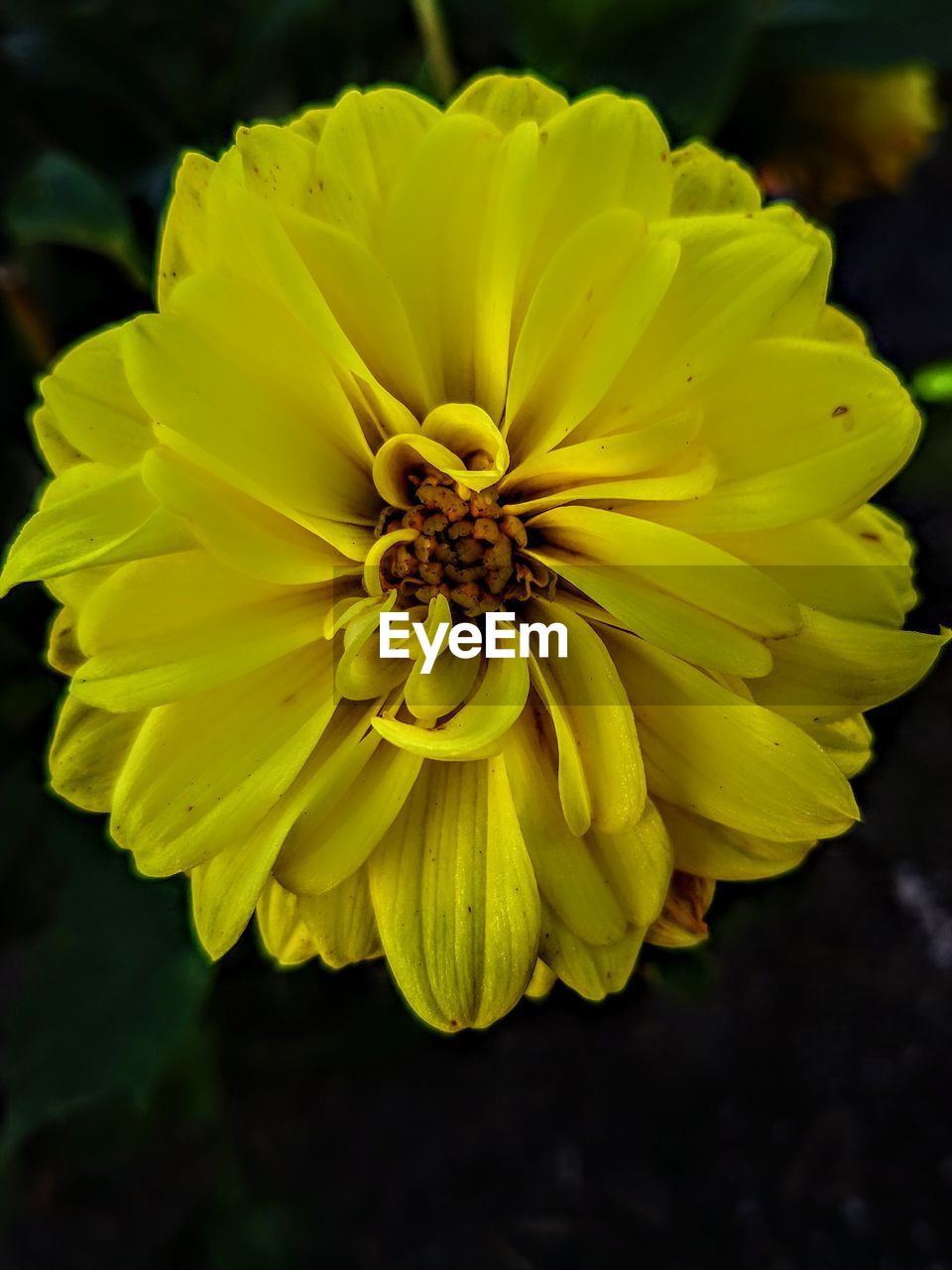 Close-up of yellow flowering plant