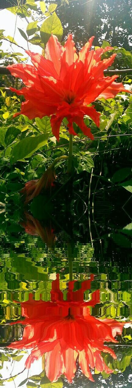 CLOSE-UP OF RED FLOWERS BLOOMING