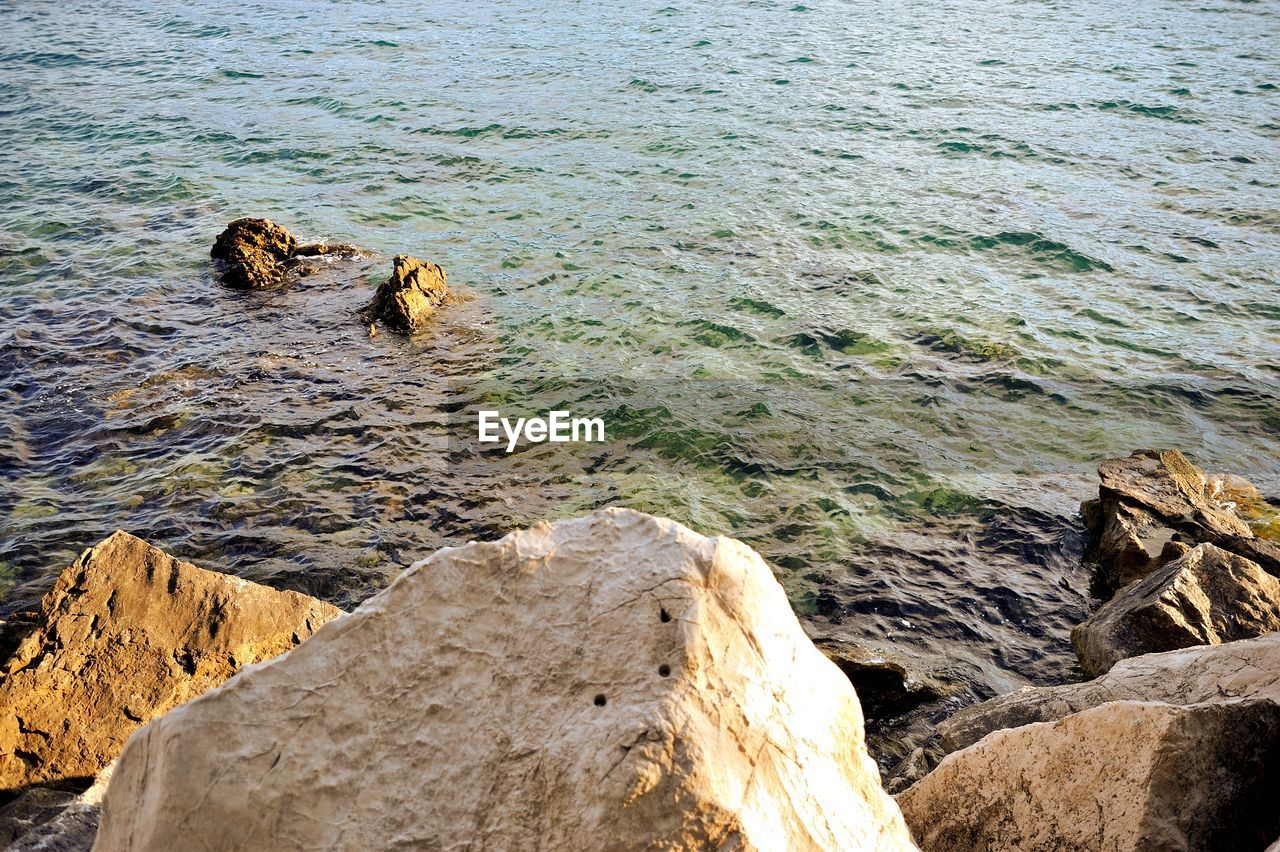 HIGH ANGLE VIEW OF SEA LION ON ROCK IN CALM WATER