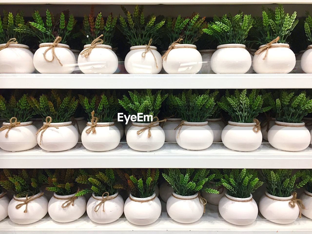 Artificial plants in shelves