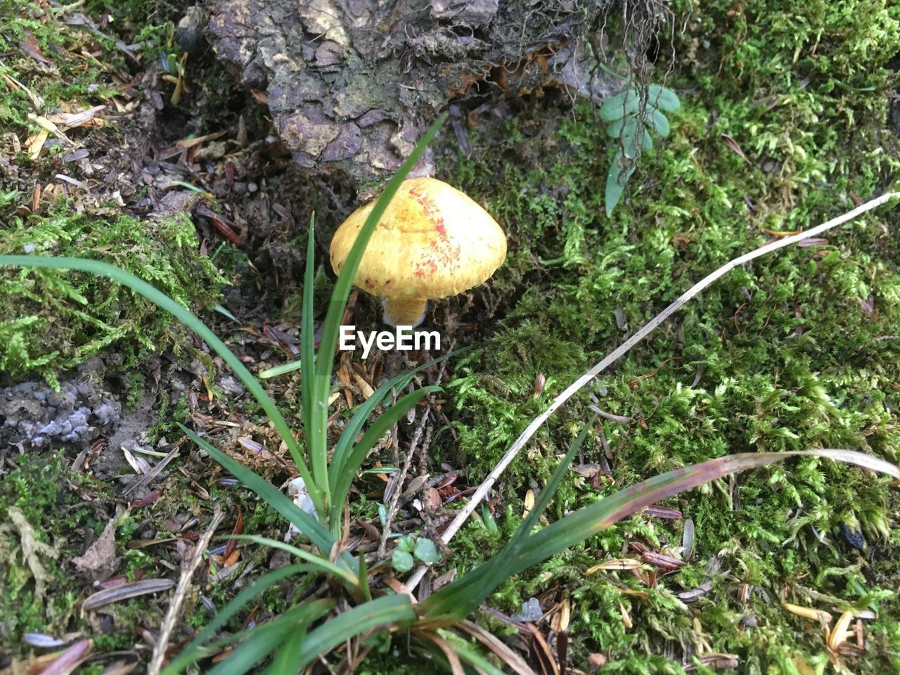 HIGH ANGLE VIEW OF MUSHROOMS GROWING ON LAND