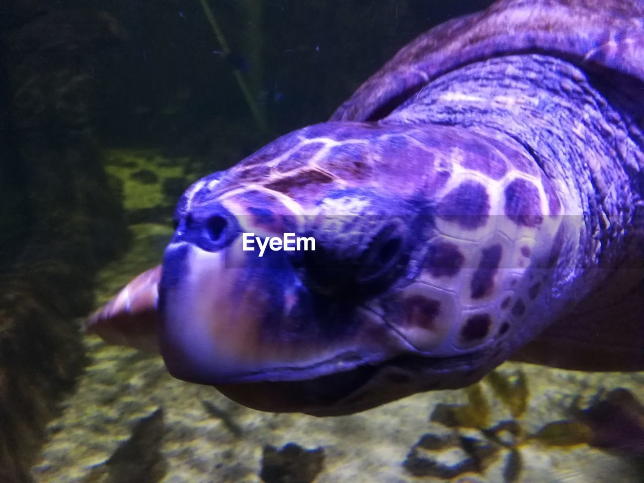 CLOSE-UP OF FISH UNDERWATER