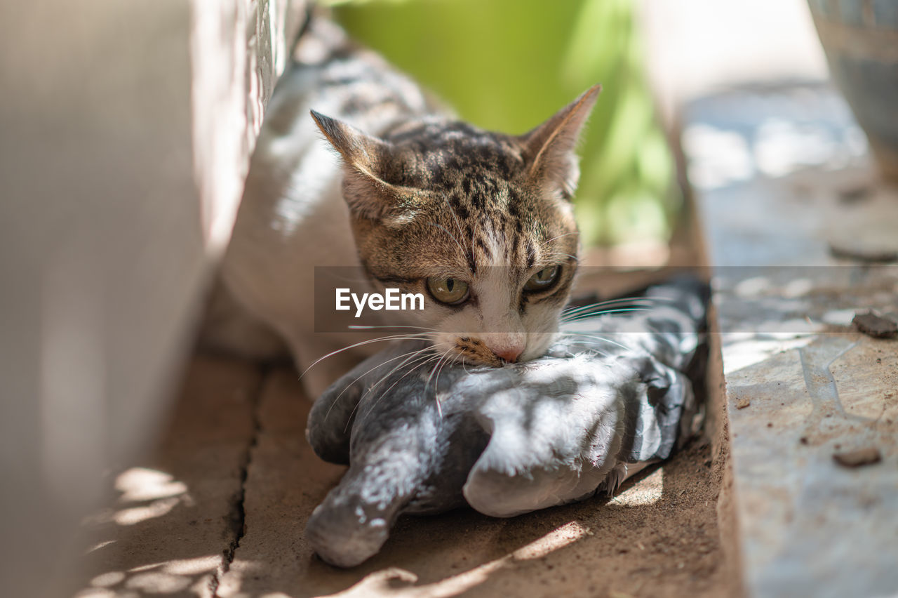 CLOSE-UP OF CAT RESTING