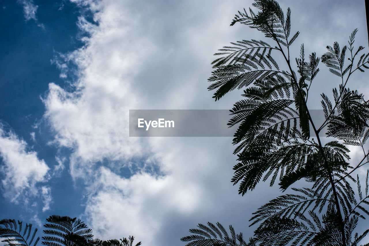 LOW ANGLE VIEW OF COCONUT PALM TREES AGAINST SKY