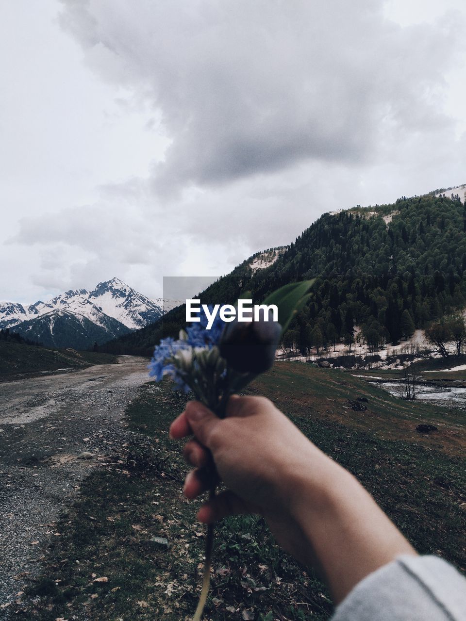 Cropped hand holding flowers near mountain against cloudy sky