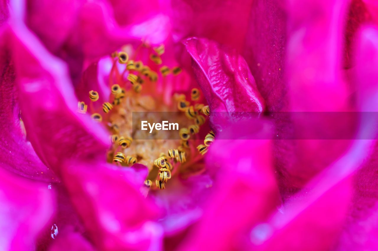 Extreme close-up of pink flower