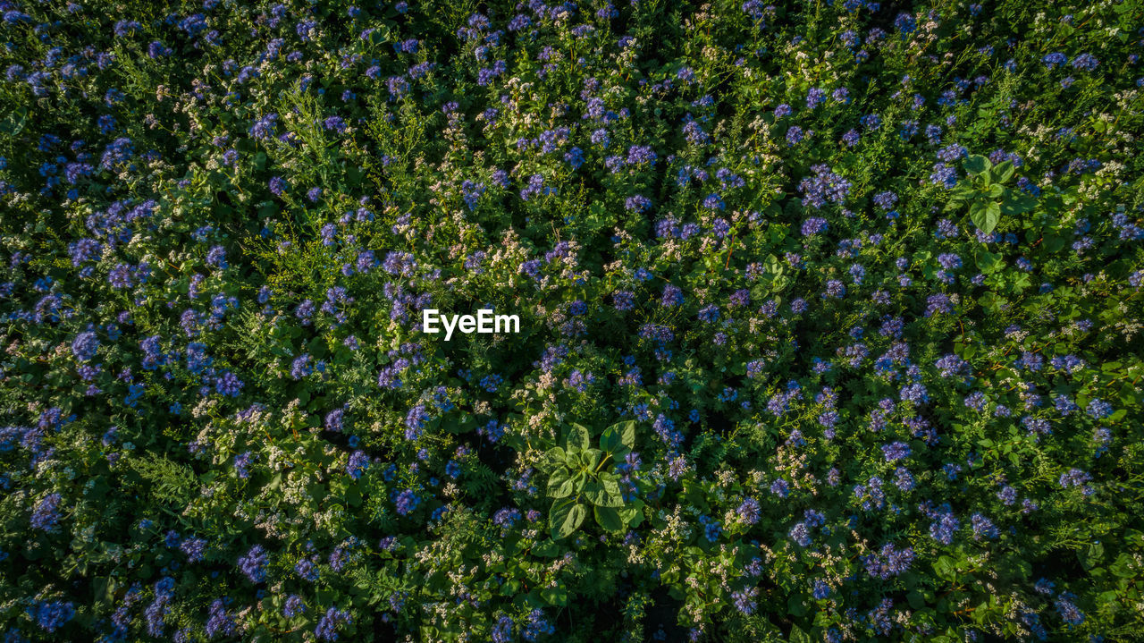 Full frame shot of purple flowering plants