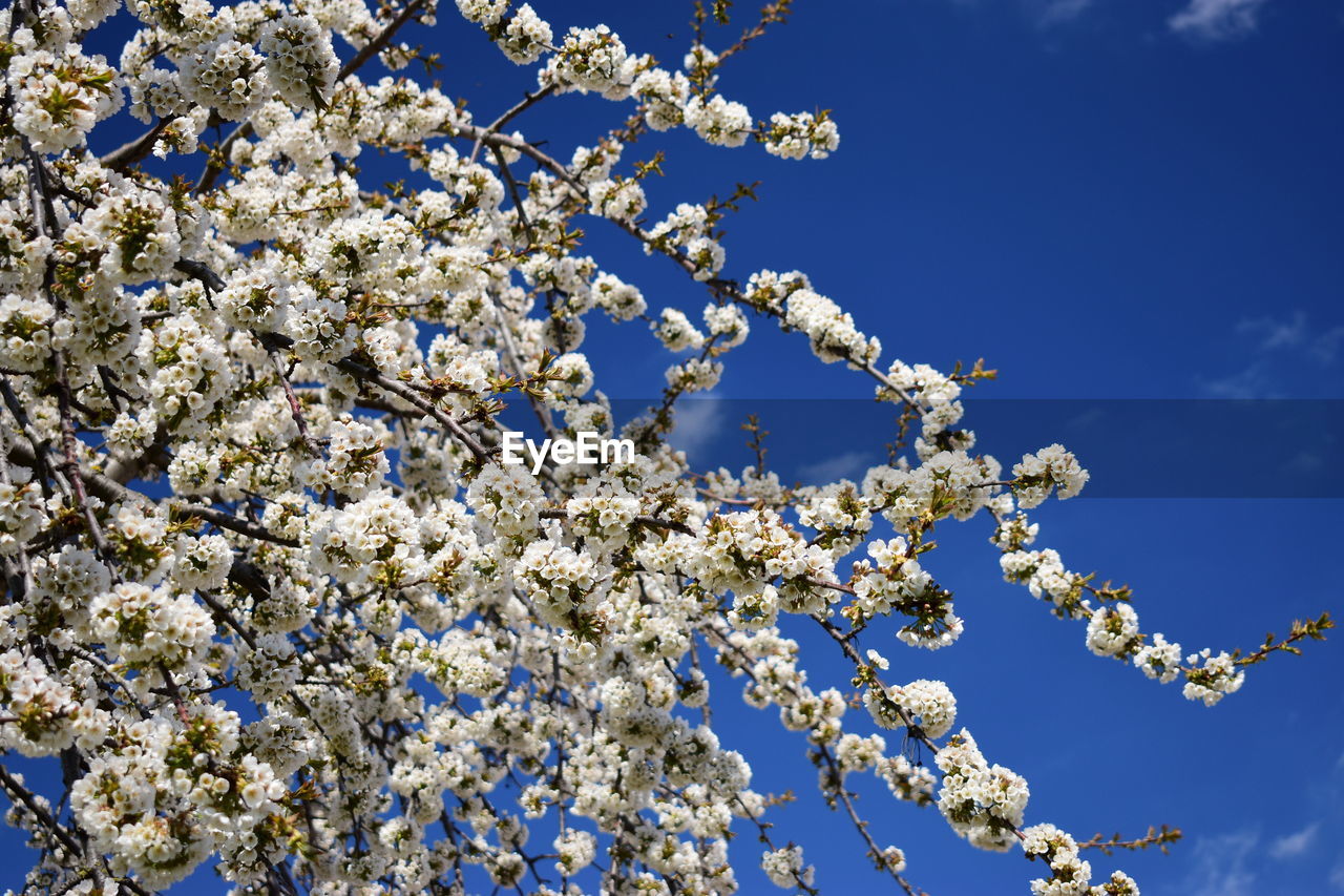 LOW ANGLE VIEW OF CHERRY BLOSSOMS AGAINST SKY