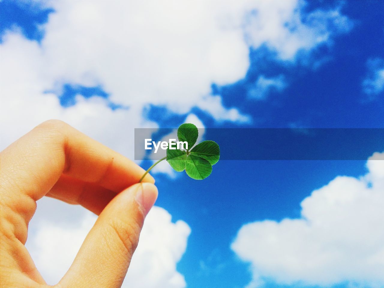 Cropped image of person holding leaves against sky