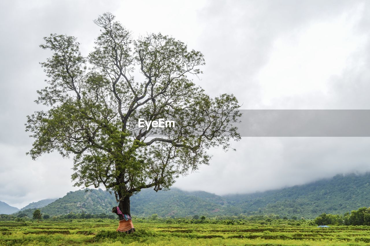 Tree on field against sky