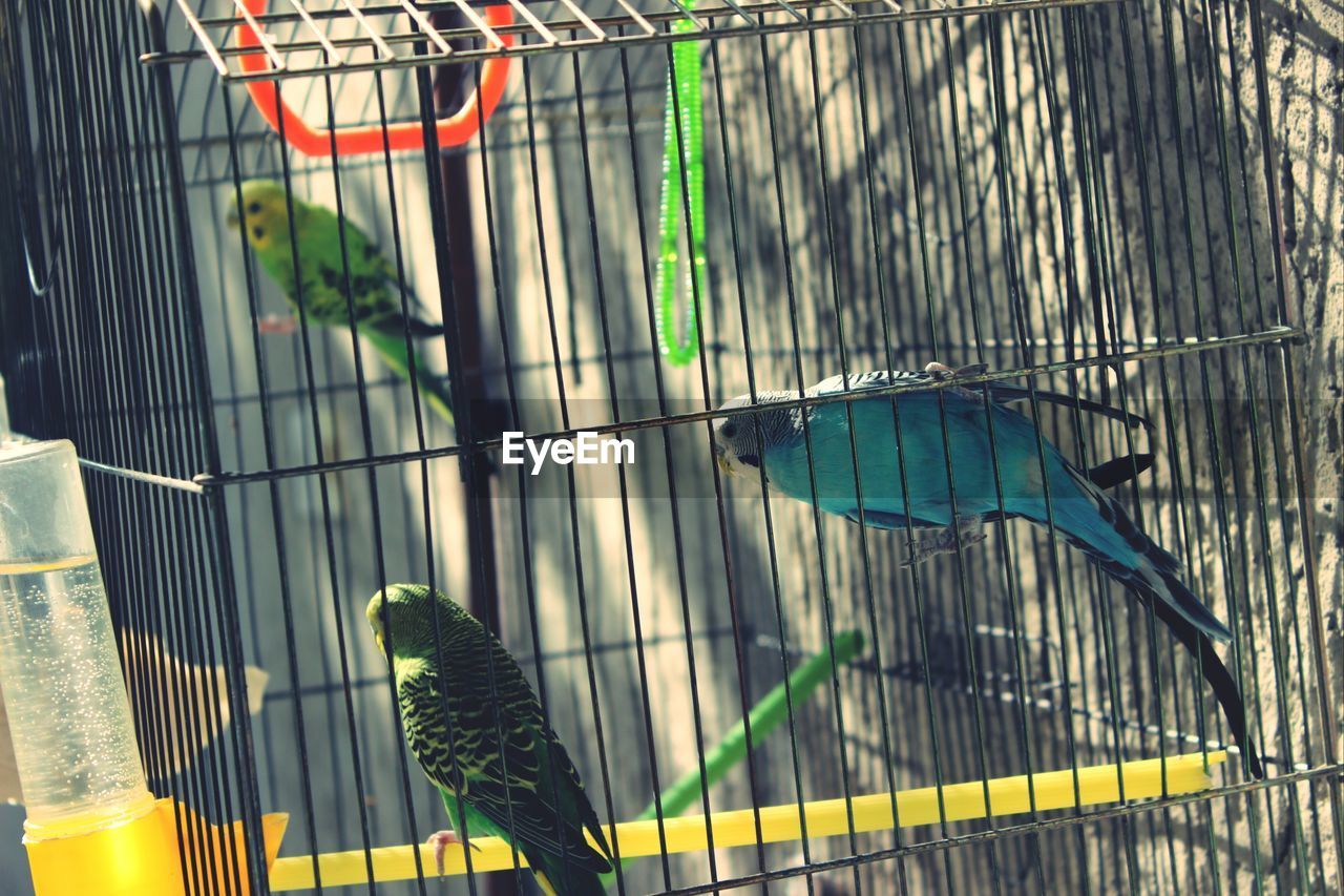 Parakeet birds in cage