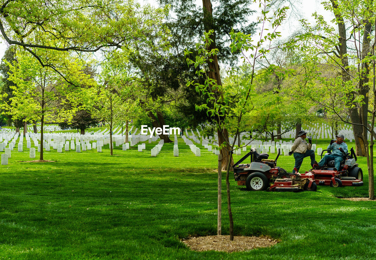 TREES ON GRASSY FIELD IN PARK