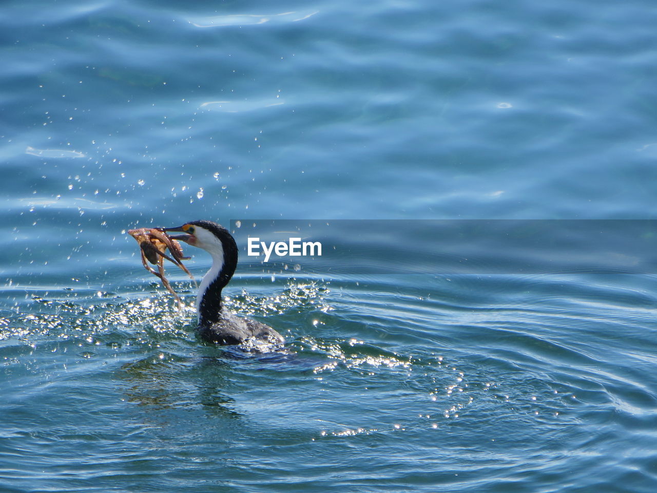 BIRDS SWIMMING IN WATER