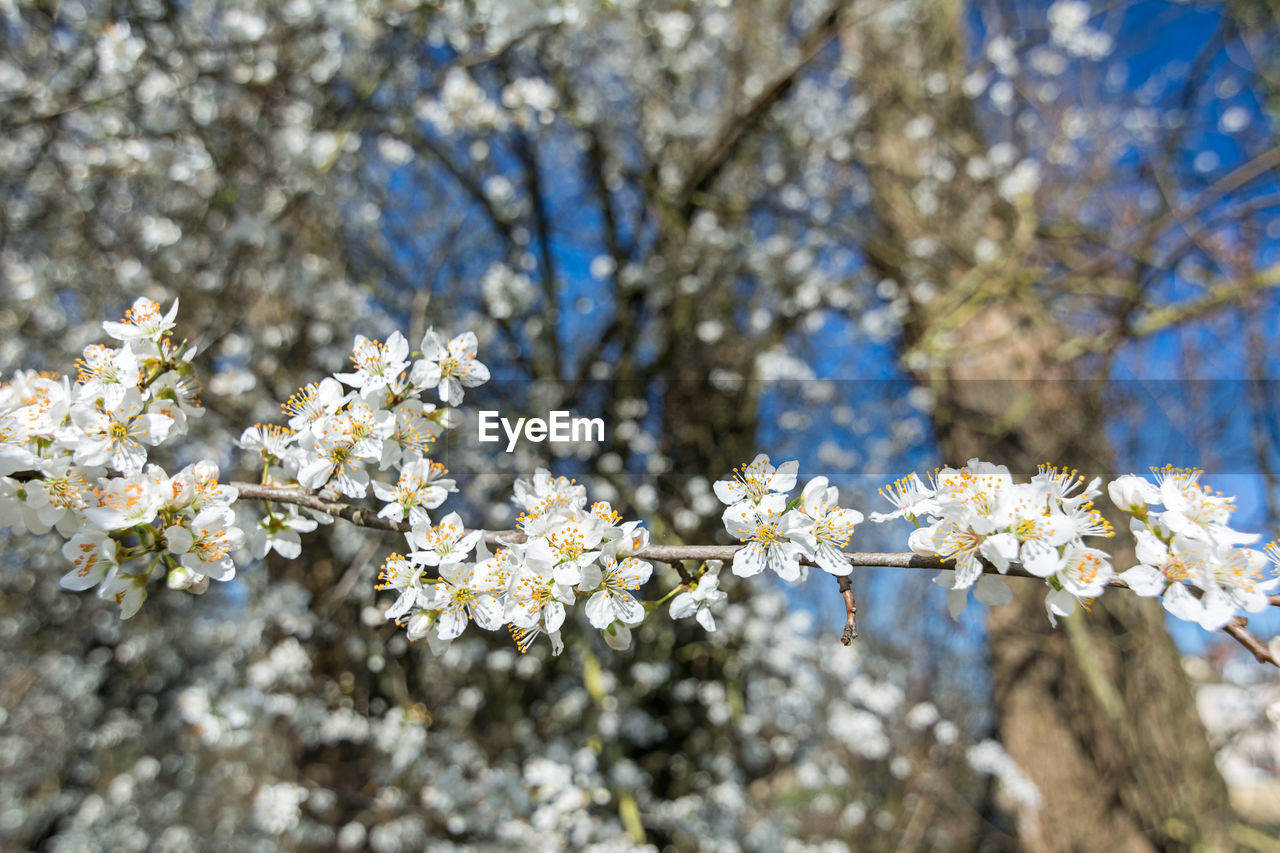 CLOSE-UP OF WHITE CHERRY BLOSSOM TREE