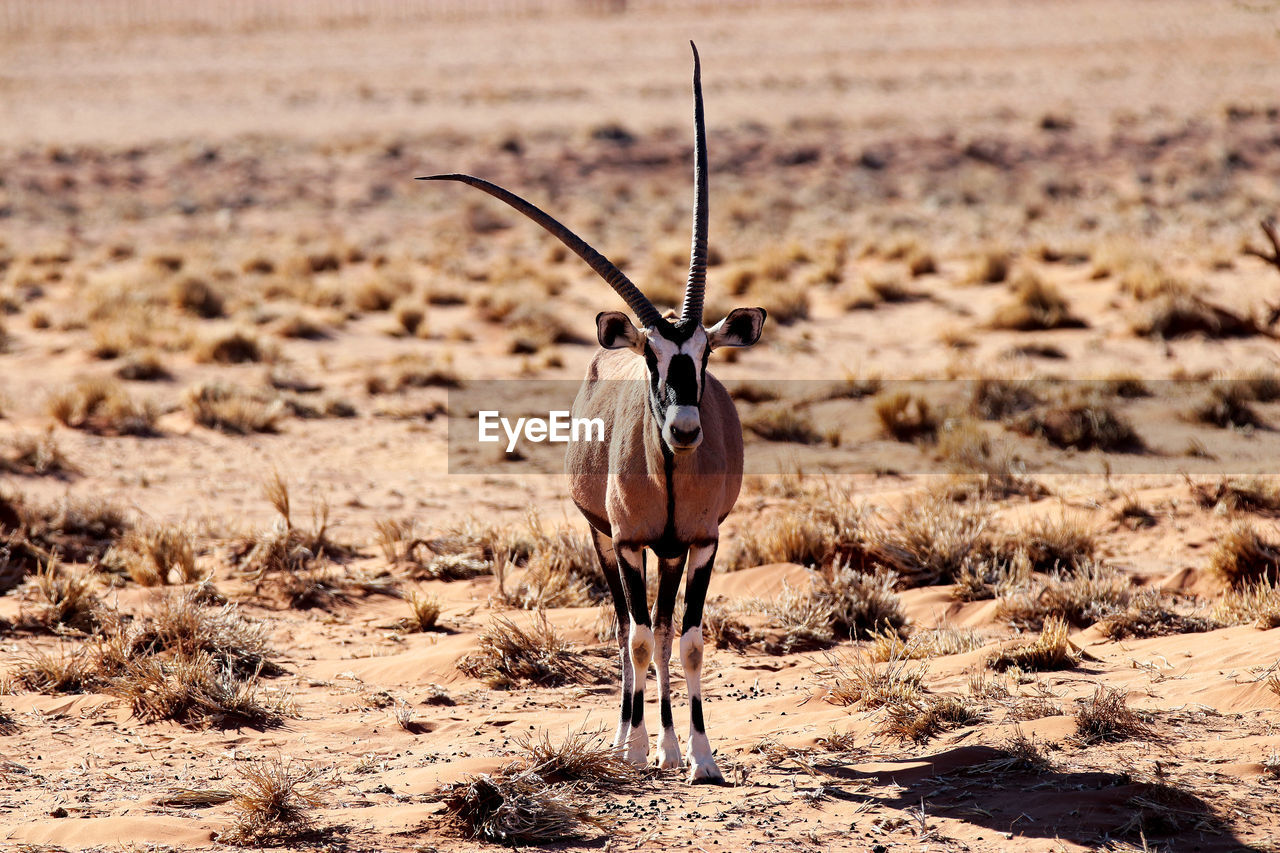 Oryx standing on field