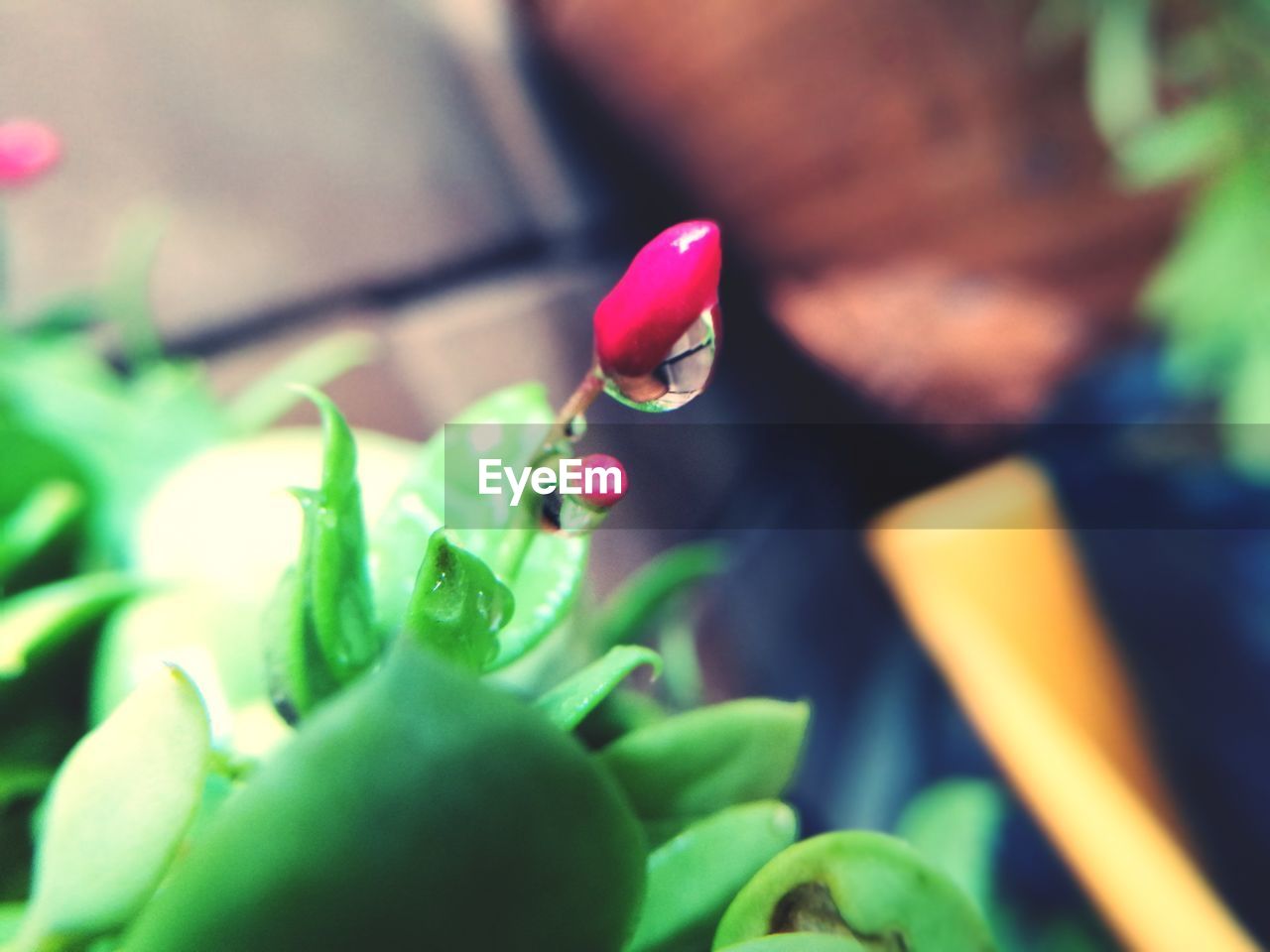 CLOSE-UP OF SNAKE ON PLANT