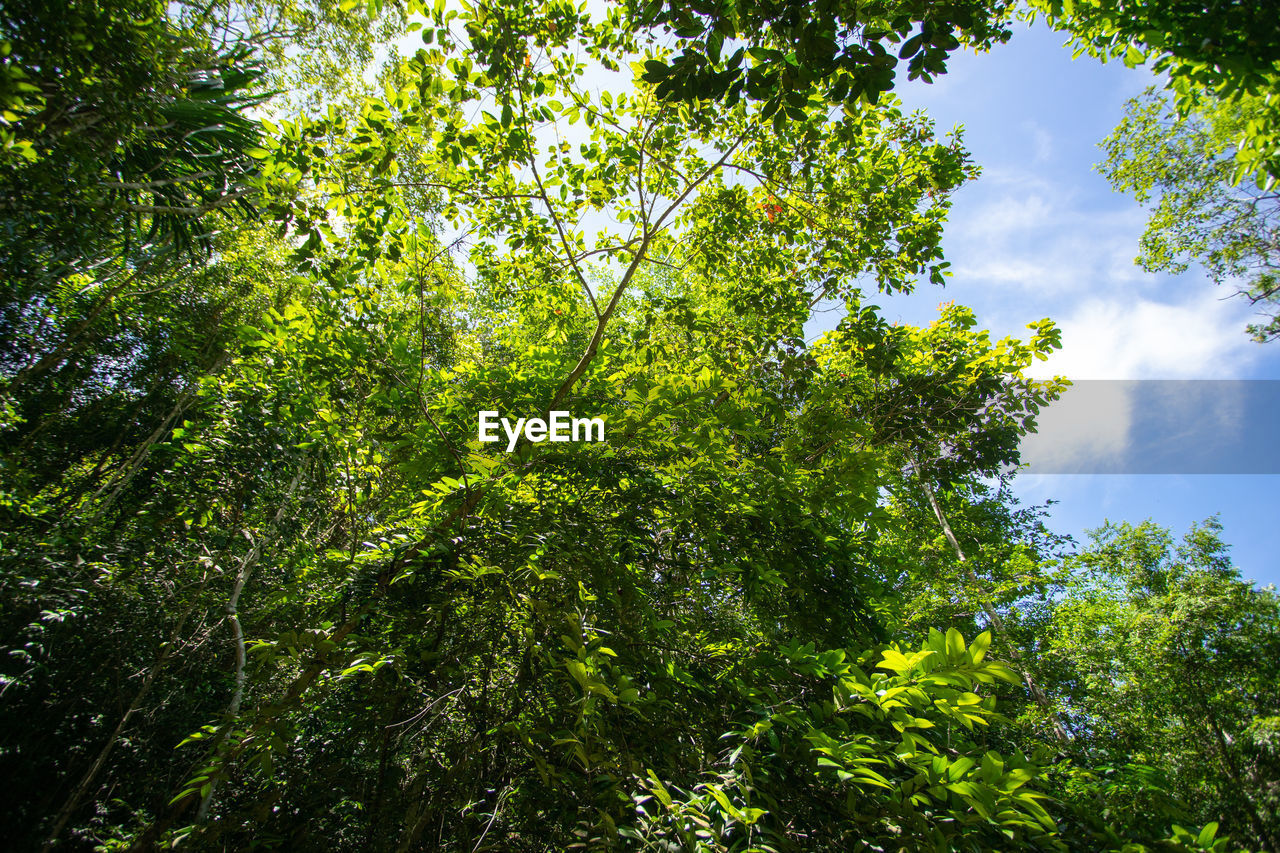 LOW ANGLE VIEW OF TREE AGAINST SKY