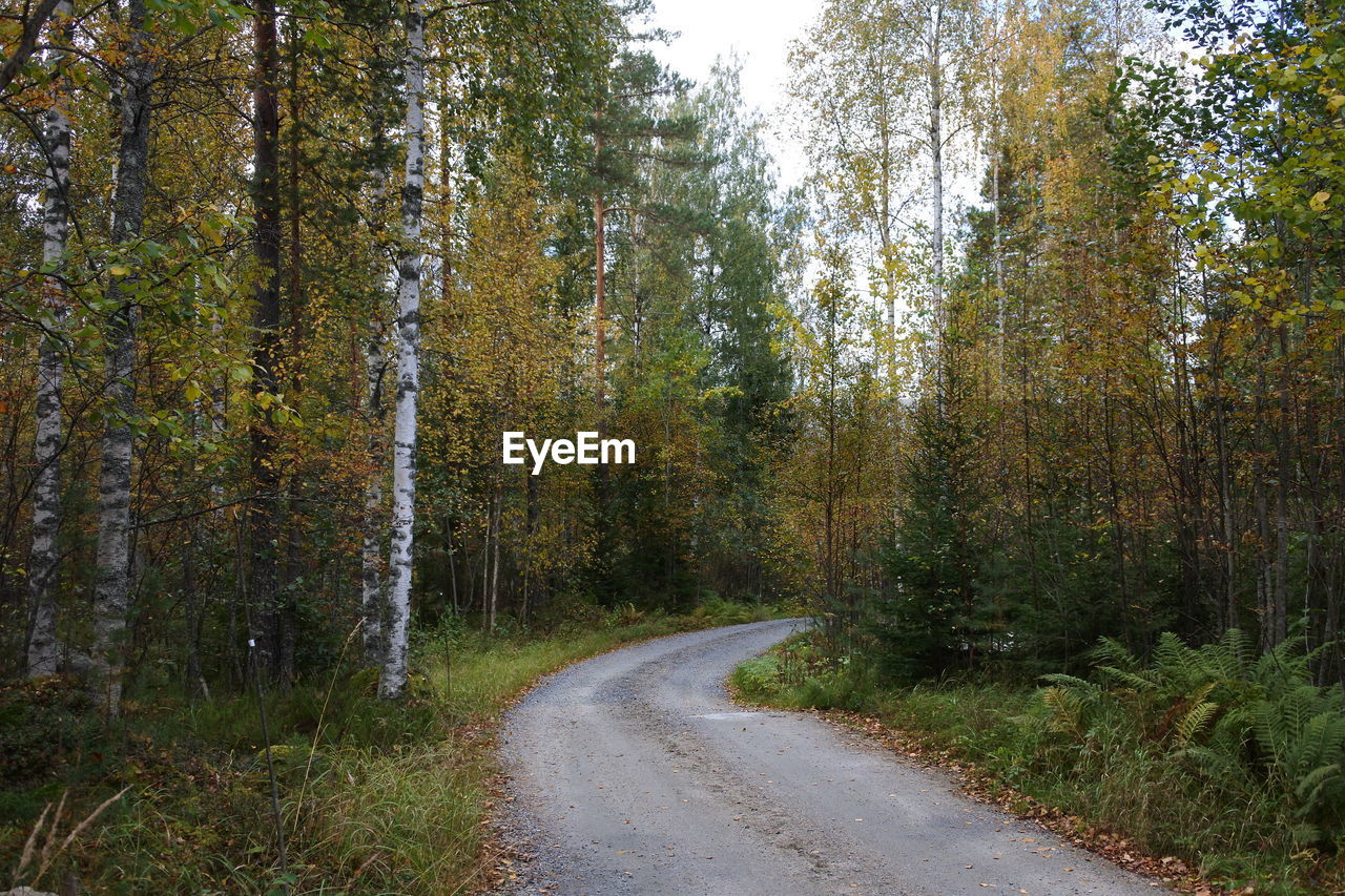 Road amidst trees in forest