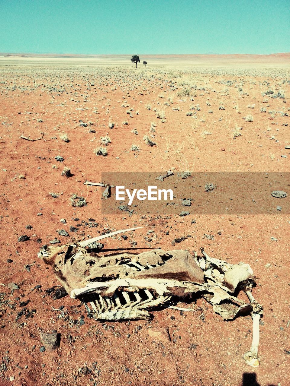 High angle view of animal skeleton in desert
